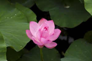 Lotus365 Apk with Phonepe: How to Use Safely on Indian Betting Sites (2027)